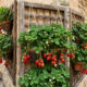 Como cultivar morangos em jardineiras suspensas: o guia simples de plantio para ter frutos frescos e enfeitar a parede do quintal
