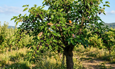Essa árvore nativa de crescimento rápido atrai dezenas de espécies de passarinhos todos os dias e fornece frutos deliciosos para o pomar