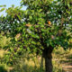 Essa árvore nativa de crescimento rápido atrai dezenas de espécies de passarinhos todos os dias e fornece frutos deliciosos para o pomar