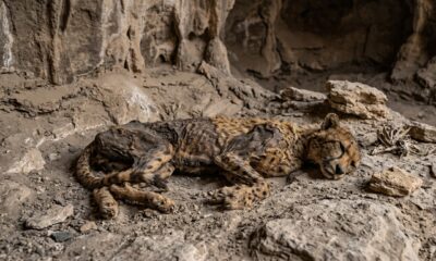 Múmias felinas de quase 2 mil anos encontradas na Arábia revelam abrigo usado por gerações de chitas