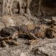 Múmias felinas de quase 2 mil anos encontradas na Arábia revelam abrigo usado por gerações de chitas
