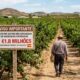 Produtor rural é preso e multado em mais de R$ 1,8 milhão por cultivar fruta patenteada sem autorização