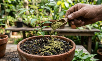 Uso de folhas secas de nim no substrato: para que serve o pó misturado à terra para garantir uma proteção natural de longo prazo no jardim