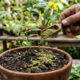 Uso de folhas secas de nim no substrato: para que serve o pó misturado à terra para garantir uma proteção natural de longo prazo no jardim