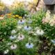 Quem plantar estas 3 flores em agosto poderá ter um jardim mais colorido, perfumado e cheio de vida na primavera