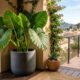 Esta planta escultural possui folhas gigantescas e virou uma verdadeira febre no paisagismo moderno para decorar ambientes internos de casa