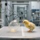 Ovo artificial faz nascer 26 filhotes em teste que pode abrir caminho para recuperar o moa, ave gigante extinta há cerca de 600 anos