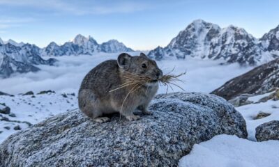 O mamífero que suporta altitudes onde a maioria dos animais não sobrevive