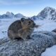 O mamífero que suporta altitudes onde a maioria dos animais não sobrevive