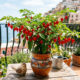 Essa planta de horta não arde e deixa os vasos da varanda coloridos: de cultivo simples, ela é ideal para sacadas e pequenos quintais