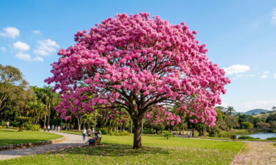 Esqueça a cerejeira japonesa: essa árvore rosa nativa floresce no inverno e ama o clima tropical do Brasil sem exigir manutenção constante