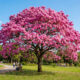 Esqueça a cerejeira japonesa: essa árvore rosa nativa floresce no inverno e ama o clima tropical do Brasil sem exigir manutenção constante