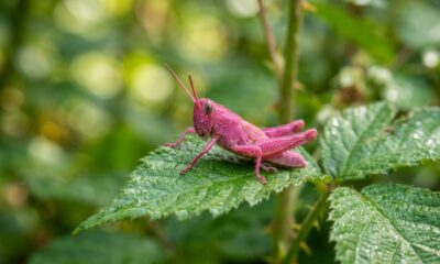 Gafanhoto rosa chama atenção em descoberta rara e mostra como uma mutação pode transformar a aparência de um inseto