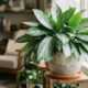 Essa folhagem exótica de tons vermelhos e rosas é ideal para escritórios e sobrevive perfeitamente em ambientes fechados com pouca luz