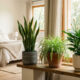 As três plantas purificadoras recomendadas pela NASA para o quarto: elas limpam o ar de toxinas aéreas e melhoram a qualidade do sono