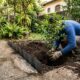 7 árvores frutíferas que não estragam, nem levantam o piso do quintal e cabem em espaços pequenos