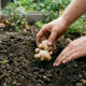 Como plantar gengibre de forma simples: o guia completo de cultivo para ter raízes frescas o ano inteiro no quintal de casa