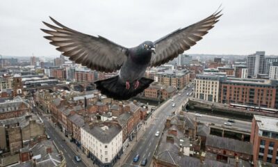 Pombos movimentam os olhos durante o voo, descoberta que pode inspirar drones autônomos mais eficientes e avançar a robótica bioinspirada