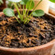 Colocar uma colher de pó de canela com cravos na terra do vaso por 7 dias: veja o que aconteceu com os mosquitos pretos da planta