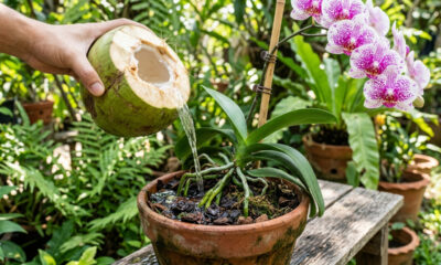 Regar as orquídeas com água de coco natural sem açúcar por 15 dias seguidos: veja o resultado milagroso que acontece nos brotos da raiz