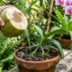 Regar as orquídeas com água de coco natural sem açúcar por 15 dias seguidos: veja o resultado milagroso que acontece nos brotos da raiz