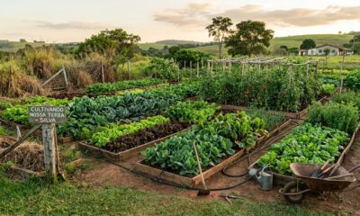 Agricultor cuida de terreno vizinho abandonado por 12 anos, gasta R$ 50 mil transformando o espaço em horta e área de lazer, mas quando decide pedir a posse na Justiça descobre que uma pendência antiga pode derrubar todo o direito 