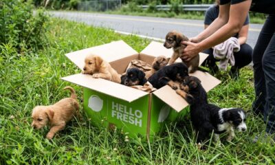 Homem encontra surpresa se mexendo em caixa da HelloFresh durante trilha