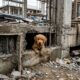 Área em construção estava aparentemente vazia até que um rostinho fofo chamou a atenção