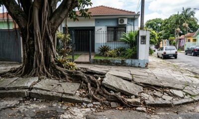 Árvores com raízes agressivas que podem virar dor de cabeça quando plantadas perto da casa