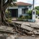Árvores com raízes agressivas que podem virar dor de cabeça quando plantadas perto da casa