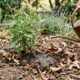 Regar plantas no frio exige mais cuidado e um descuido comum pode arruinar o jardim inteiro