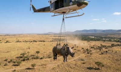 Filhote de rinoceronte é resgatado por helicóptero em operação inusitada