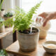 Água de arroz nos vasos de plantas: para que serve e por que ela funciona como um fertilizante rico em amido