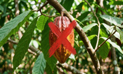 Adeus, cacau: essa fruta exótica possui uma polpa cremosa por dentro com a exata cor, brilho e textura de um autêntico doce de chocolate de colher