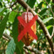 Adeus, cacau: essa fruta exótica possui uma polpa cremosa por dentro com a exata cor, brilho e textura de um autêntico doce de chocolate de colher