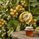 Essa fruta amarela da Mata Atlântica tem perfume intenso, sabor marcante e cresce em uma árvore usada até na arborização urbana