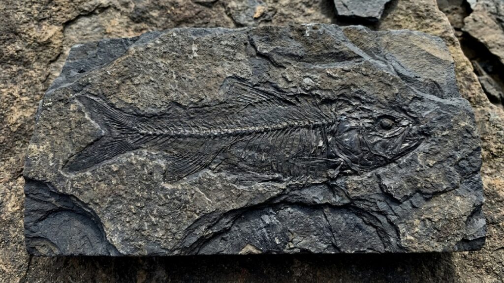 Cientistas encontram tecido cerebral preservado em fóssil de peixe de mais de 300 milhões de anos