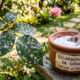 Bicarbonato de sódio na jardinagem: a medida exata diluída em água para combater as manchas brancas causadas pelo fungo oídio