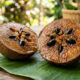 Essa fruta nativa tem sabor doce de pudim de caramelo e nasce em uma árvore de grande porte com sombra generosa para o quintal