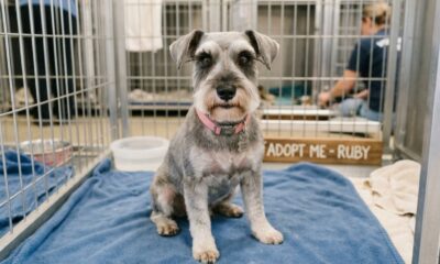 Cachorro recebe um corte de cabelo necessário e surpreende socorristas com cílios incríveis