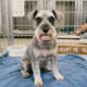 Cachorro recebe um corte de cabelo necessário e surpreende socorristas com cílios incríveis