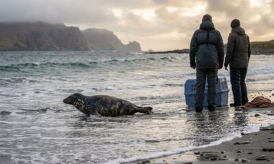 Em 1987, uma mulher nas Ilhas Shetland resgatou um filhote de foca abandonada e, quase 40 anos depois, seu santuário continua salvando focas órfãs