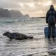 Em 1987, uma mulher nas Ilhas Shetland resgatou um filhote de foca abandonada e, quase 40 anos depois, seu santuário continua salvando focas órfãs