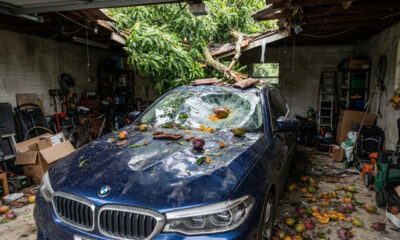 Morador processa vizinho após mangas de árvore vizinha caírem e amassarem seu carro na garagem: lei obriga dono da planta a pagar indenização