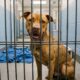 Ex-cão de isca que sonha com uma família sorri para todos que passam por seu canil
