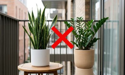 Nem espada-de-são-jorge nem zamioculca: esta planta florida é perfeita para quem deseja mais cor na varanda