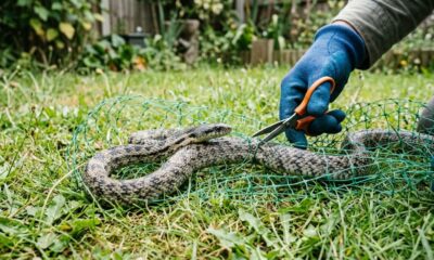 Equipe de resgate recebe cobra em uma lata de lixo e percebe que algo está muito errado