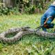 Equipe de resgate recebe cobra em uma lata de lixo e percebe que algo está muito errado