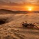 O aracnídeo que suporta calor extremo em alguns dos desertos mais secos do mundo