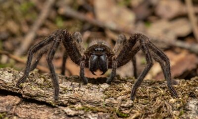 Fóssil de 518 milhões de anos ajuda cientistas a entender como surgiram as presas das aranhas